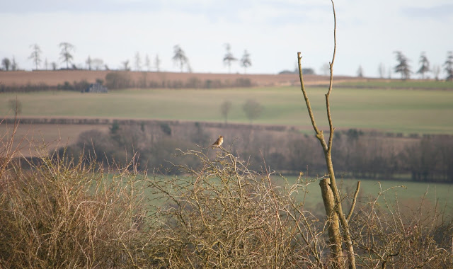 Meadow Pipit in tree